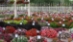 Mast Young Plants - 