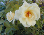 Chamblee's Rose Nursery - Chamblee's Rose Nursery -- Tyler, TX